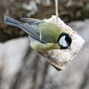 Great Tit (Parus major)