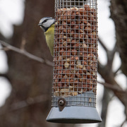 Blue Tit (Cyanistes caeruleus)