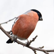 Eurasian Bullfinch (Pyrrhula pyrrhula)