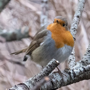 Robin (Erithacus rubecula)