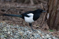 Eurasian Magpie (Pica pica)