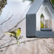 Eurasian Siskin (Spinus spinus)