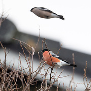 Eurasian Bullfinch (Pyrrhula pyrrhula)