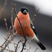Eurasian Bullfinch (Pyrrhula pyrrhula)