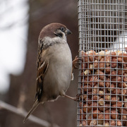 Eurasian Tree Sparrow (Passer montanus)