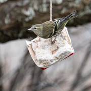 Eurasian Siskin (Spinus spinus)