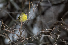 Eurasian Siskin (Spinus spinus)