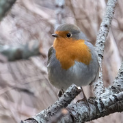 Robin (Erithacus rubecula)