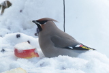 Sidensvans (Bombycilla garrulus)