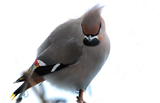 Sidensvans (Bombycilla garrulus)