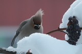 Sidensvans (Bombycilla garrulus)