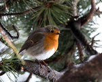 Rødstrupe (Erithacus rubecula)