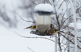 Stillits (Carduelis carduelis)