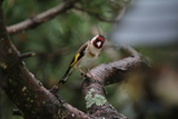 Stillits (Carduelis carduelis)