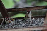 Stillits (Carduelis carduelis)