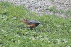 Common Redstart (Phoenicurus phoenicurus)