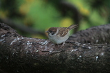 Pilfink (Passer montanus)