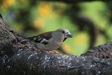 Kjernebiter (Coccothraustes coccothraustes)