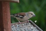 Kjernebiter (Coccothraustes coccothraustes)