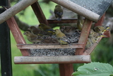 Grønnfink (Carduelis chloris)