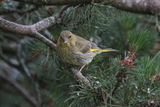 Grønnfink (Carduelis chloris)