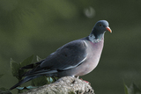 Ringdue (Columba palumbus)