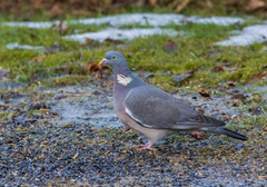 Wood Pigeon (Columba palumbus)