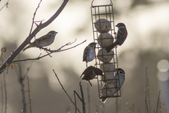 Eurasian Tree Sparrow (Passer montanus)
