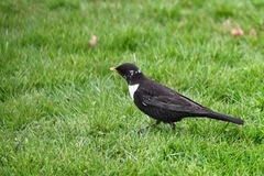 Ringtrost (Turdus torquatus)