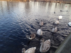 Canada Goose (Branta canadensis)