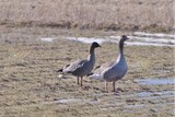 Kortnebbgås (Anser brachyrhynchus)