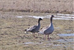Pink-footed Goose (Anser brachyrhynchus)