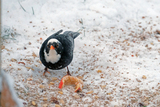 Svarttrost (Turdus merula)