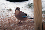 Nøtteskrike (Garrulus glandarius)