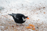 Svarttrost (Turdus merula)