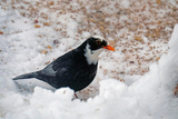 Svarttrost (Turdus merula)