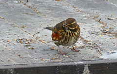Redwing (Turdus iliacus)