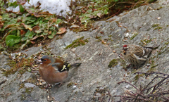 Lesser Redpoll (Acanthis cabaret)
