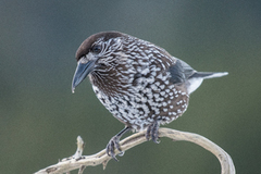 Nutcracker (Nucifraga caryocatactes)