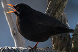 Svarttrost (Turdus merula)