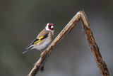 Stillits (Carduelis carduelis)