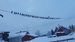 Bydue (Columba livia domestica)