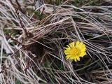 Hestehov (Tussilago farfara)