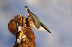 Nuthatch (Sitta europaea)