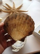 Stort kamskjell (Pecten maximus)