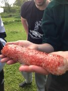 Sea cucumbers (Holothuroidea)