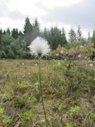 Myrull (Eriophorum sp.)