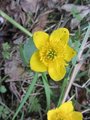 Bekkeblom (Caltha palustris)