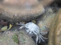 Krabbeedderkopper (Thomisidae)