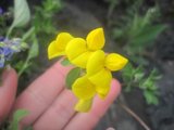 Tiriltunge (Lotus corniculatus)